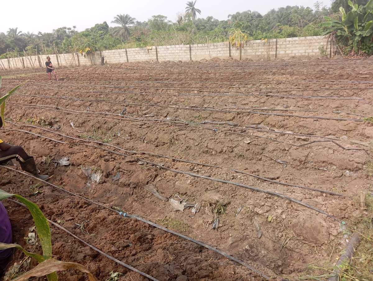 aprokofarmer's tweet photo. My farm is so cute 🤣Una no go like this post because no be breast https://t.co/aabacdqHCw