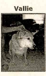 𐌔Ꝋ𐌋Ꝋ tweet media