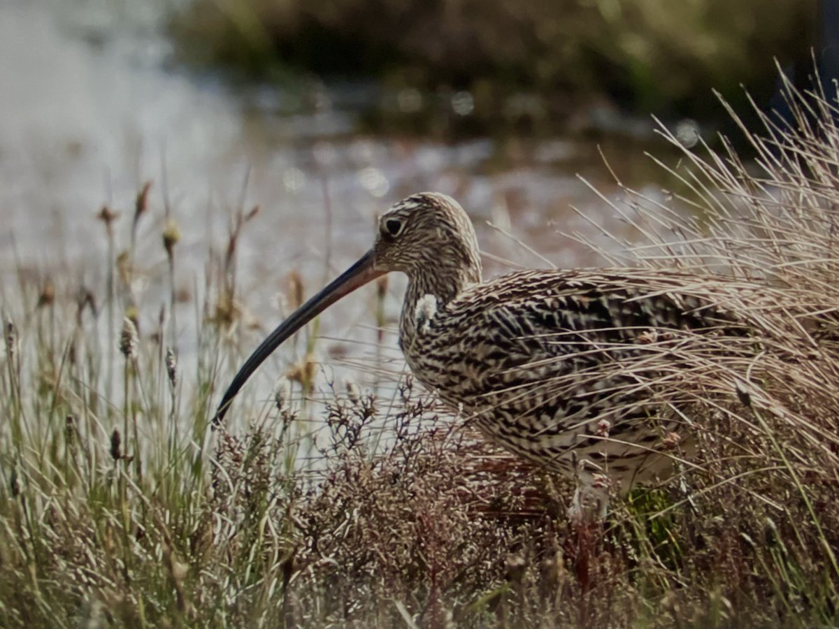 GreengageFilms's tweet photo. I have been sorting out my archive today from the two #curlew #filming seasons for the #production of the #curlewcampaign #film Stunned by silence. Here are some #friezeframes and #stills from this amazing time on the #moor @IoloWilliams2 @curlewcalls @CurlewAction @DavidGray https://t.co/6lmwTA8r7n