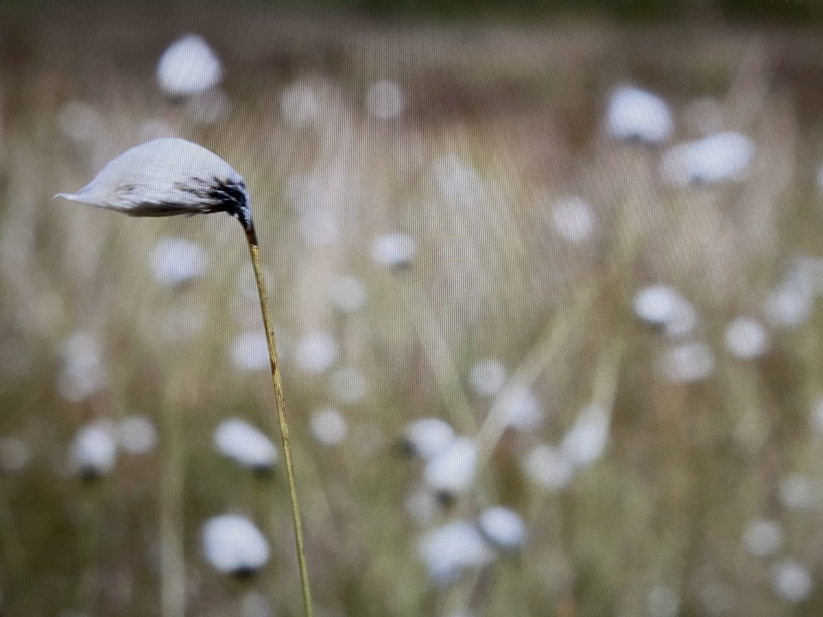 GreengageFilms's tweet photo. I have been sorting out my archive today from the two #curlew #filming seasons for the #production of the #curlewcampaign #film Stunned by silence. Here are some #friezeframes and #stills from this amazing time on the #moor @IoloWilliams2 @curlewcalls @CurlewAction @DavidGray https://t.co/6lmwTA8r7n
