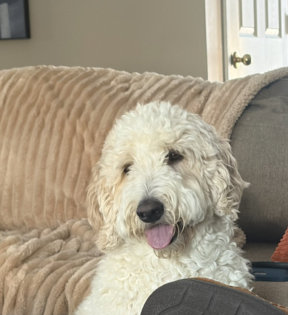 Noodles the golden doodle says hello. 👋🏼 He’s thinking something here I am sure. 🤣