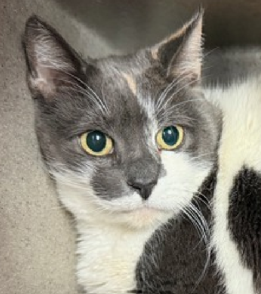 JLthekid9999's tweet photo. ππ SHADOW (ID 244530), 9 YO, FEMALE β IN MANHATTAN ACC - came into the shelter as an owner surrender on 12/30/2025, with the surrender reason stated as person circumstance- homeless. ππ πΏ πΏ πΏ πΏ
β‘οΈβ‘οΈTBD 2/3/26
β‘οΈ SENIOR ALERT
β‘οΈ TOO LOW ON PLEDGES TO STIMULATE RESCUE INTEREST
β‘οΈ ππ 2ND Chance on Emergency Placement List β VERY URGENT β ππ π±π₯π₯π±
β‘οΈ 36 DAYS IN SHELTER β TOO LONG β TIME IS RUNNING OUT
β‘οΈ SHADOW IS ON THE EPL FOR BEHAVIORAL REASONS - She is not thriving in the care center and continues to display distance-increasing behavior when approached for interactions. She has not warmed up despite staff using treats to build a positive association. This designation often means that the cat will be given very little time for rescue/foster/adoption. π₯π₯π₯π₯
A volunteer writes: Up until a few weeks ago, Shadow was part of a household with two cat siblings to wile away the day with. Then her person became homeless, and Shadow came to stay with us. Fearful at first, Shadow has been trying her best--slowly coming out of her hidey den to greet humans, accepting pettings, and exchanging slow blinks with all the team members who are giving this gorgeous lady extra TLC. We're proud of her progress, but we know she'll really blossom if she can find a new pet parent who offers her a quiet place to get her bearings. Even the most social cats don't like the sudden disruption of losing their home, and it hits shy, sensitive cats like Shadow the hardest. Can you help our girl? Consider making her the newest member of your family and arrange a meet and greet today! β€οΈ π»β€οΈ π»β€οΈ π»
NEEDS OUT OF SHELTER ASAP β
Please RT or pledge, if you can, to save this little one.
@AdamsPaulGrimke
ππΏπThank you
