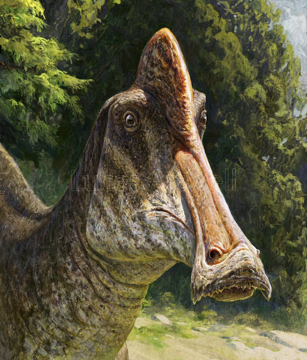 Hypacrosaurus stebingeri
#Paleoart #art