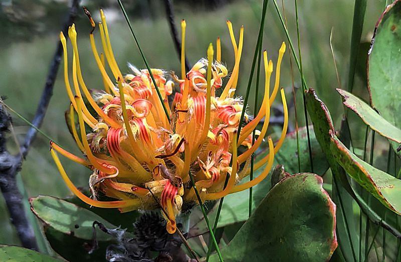 dailymaverick's tweet photo. N2 contractor destroys endangered Wild Coast plants, igniting Amadiba community dispute https://t.co/BGqU0MGO1K https://t.co/8zqn8zbnAe