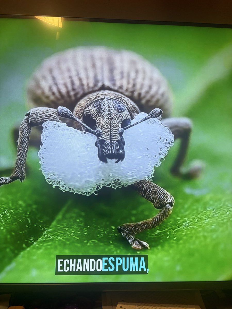 🇸🇻🇺🇸silly panda🐼 tweet media