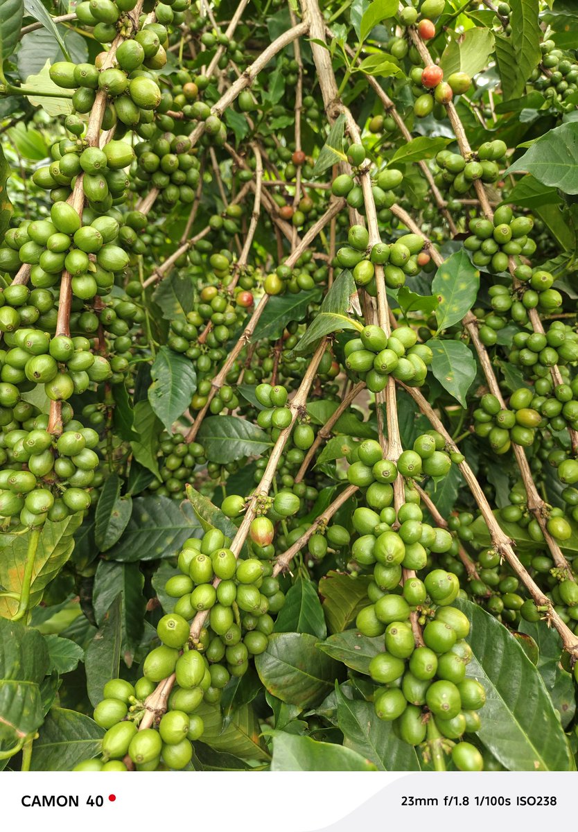 ChristopheKash5's tweet photo. Des nouvelles et grandes ambitions pour l'entreprise sociale KAB sarl face à la grande campagne de récolte du café qui s'annonce fructueuse dans le territoire de Kalehe. Les banques fermées, nous envisageons autonomiser économiquement plus de 1000 femmes de 20 village de Kalehe. https://t.co/JwrAsDctun
