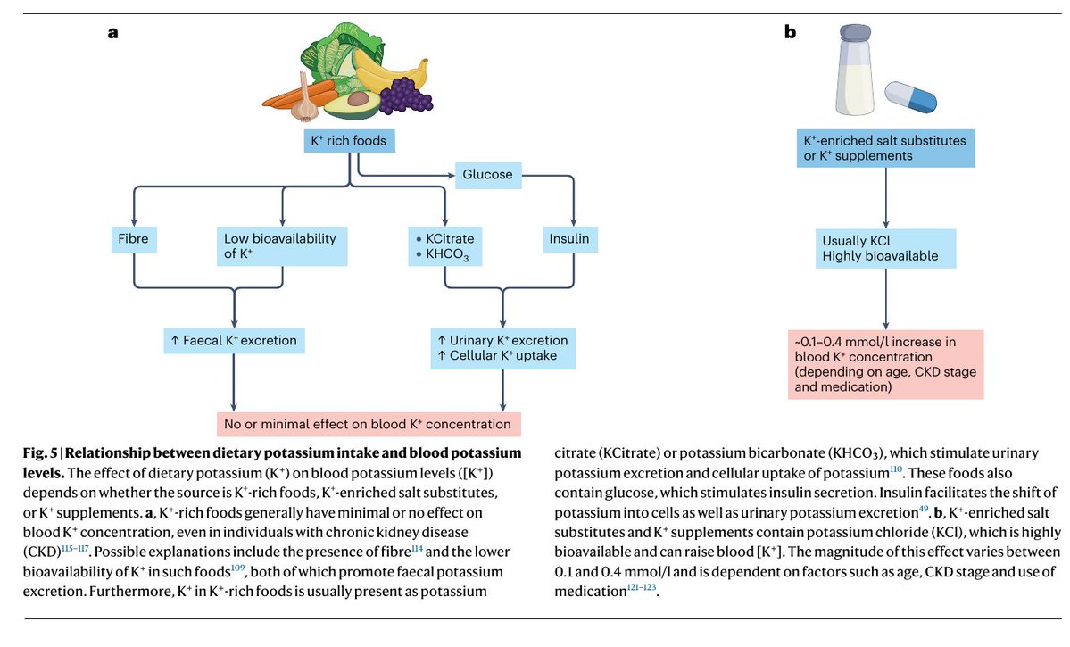 MHcsba's tweet image. NATURE 2026: Potasio y riñón
 doi.org/10.1038/s41581…
#MedEd #MedTwitter #MedX
