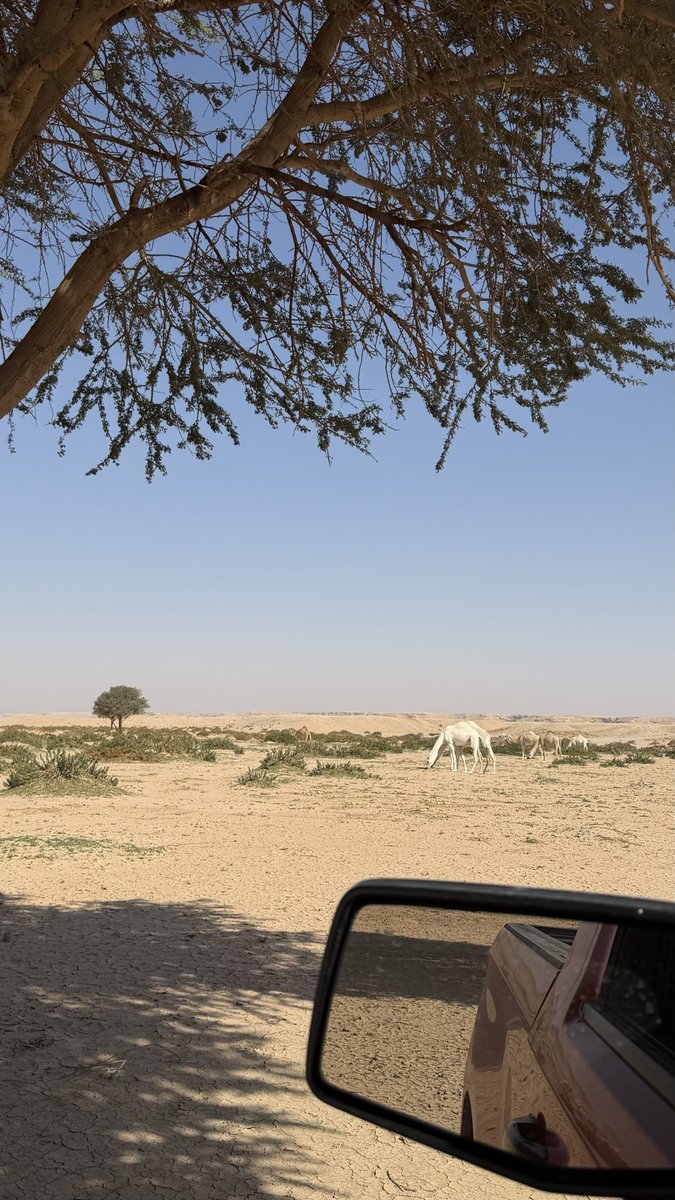 700vk's tweet photo. تمنع ولدها من قروم الرجاجيل
من كبرياها ما يرغي ولدها https://t.co/d1HoxfCEkG