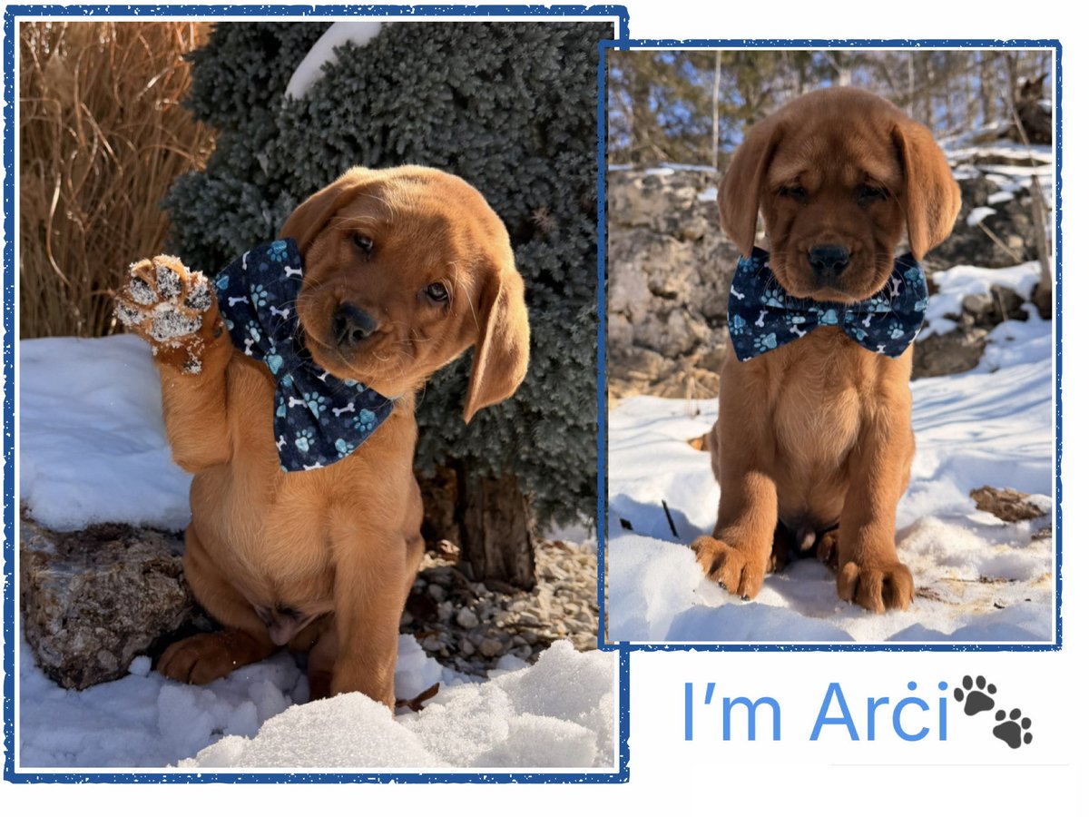 Arći (In memory of AZLAN🌈) tweet media