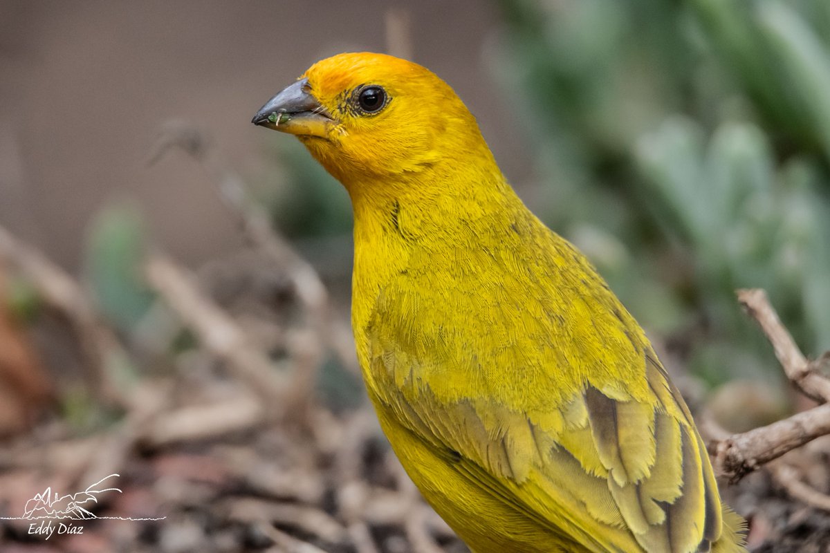bioeddy's tweet photo. Amarillito, amarillando...
#birdphotography #birdwatching #fotografiadenaturaleza #naturephotography #fotografia #ThePhotoHour https://t.co/VUGPm6PfNo