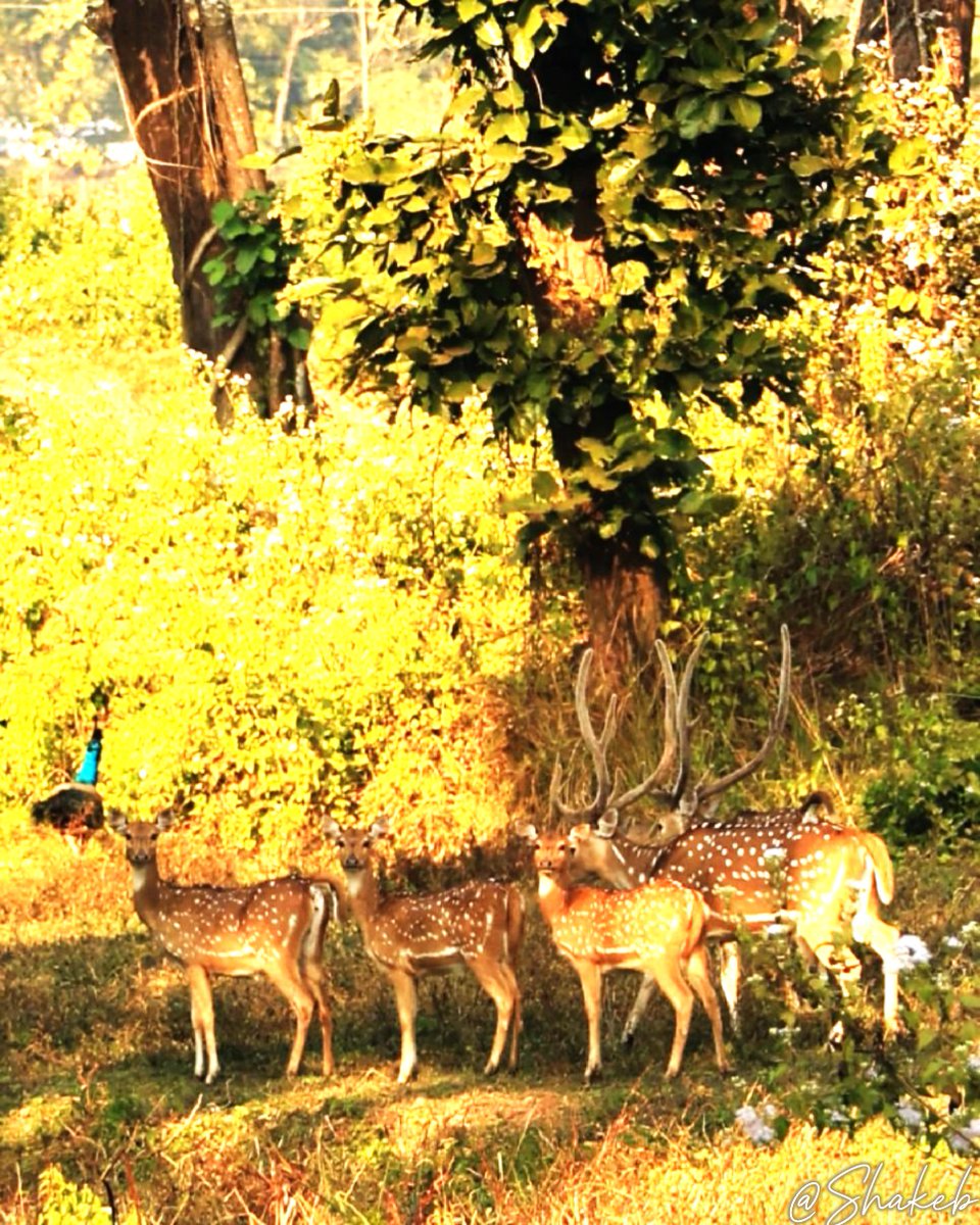 Shakeb Nabi tweet media