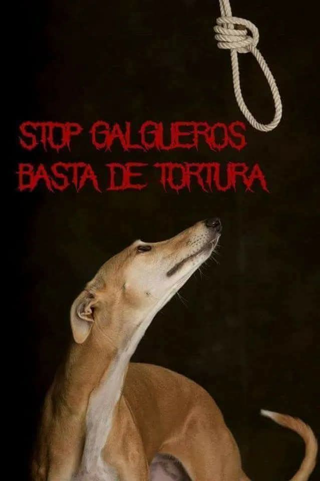Les Galgueros, d'odieux personnages qui considerent les Galgos (lévriers) comme des outils, les maltraitent quotidiennement puis finissent par les torturer avec une cruauté inouïe avant de les tuer généralement par pendaison quand l'utilité disparaît ou quand ils chassent mal 😡
