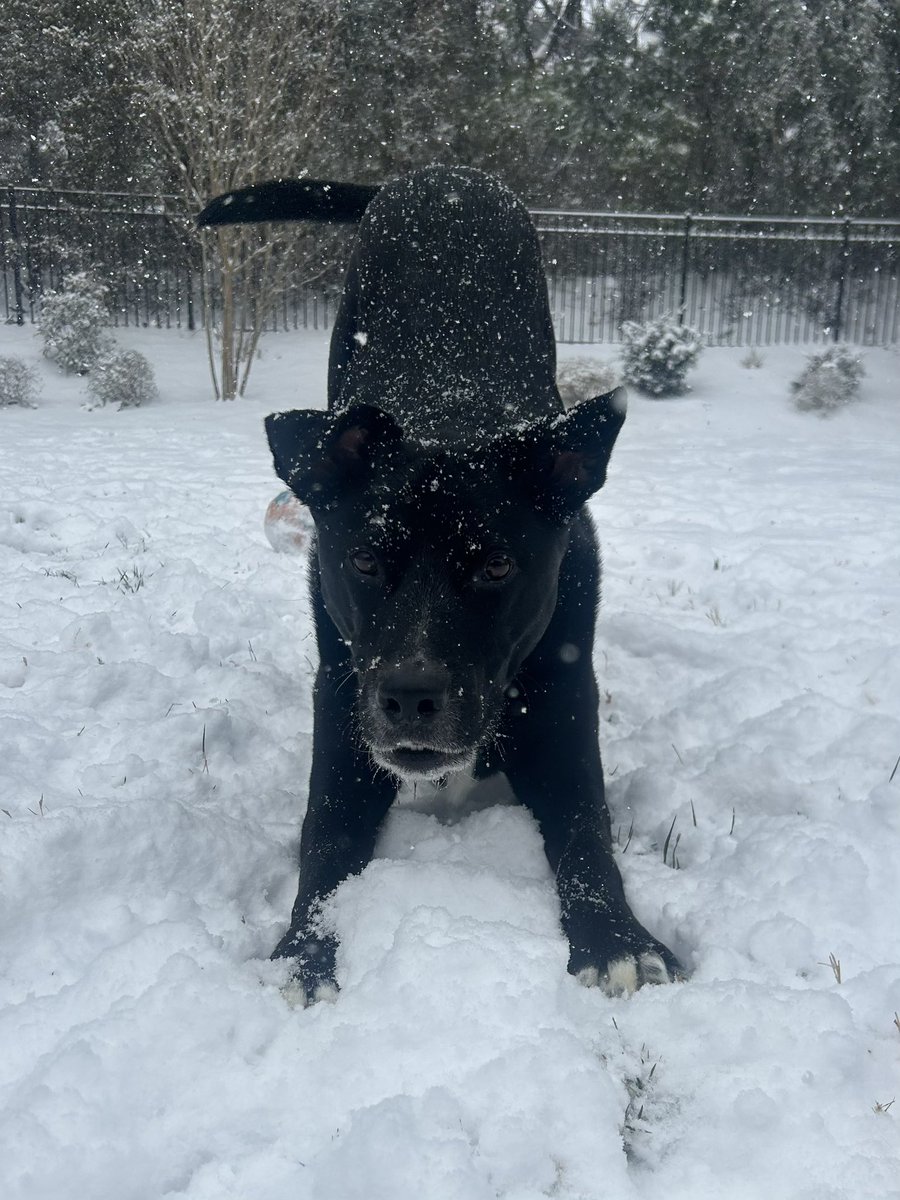 Matt Schick tweet media