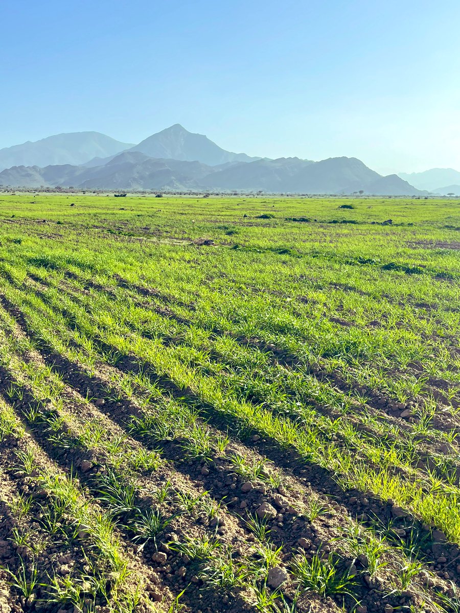 ملتقى قبيلة السمره من جهينة tweet media