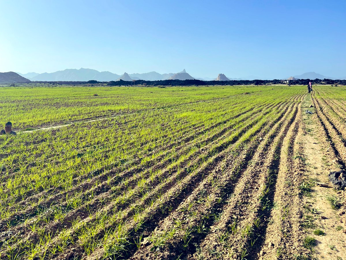 ملتقى قبيلة السمره من جهينة tweet media