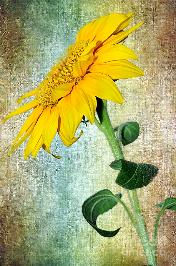 JennyBurnley1's tweet image. #Sunflower On #Textured #Canvas Print by Kaye Menner
@KayeMenner
#photography #prints #lovely #products at
buff.ly/3H3DIIn