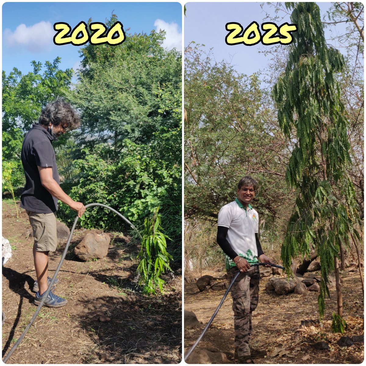 ashish_garwal's tweet photo. @GreenSunriseHiL I got opportunity to take care of the area and plants and after these many years now, little angel Adhi's plant has grown up very well.🌱🌳 https://t.co/eTBrDPIj8m