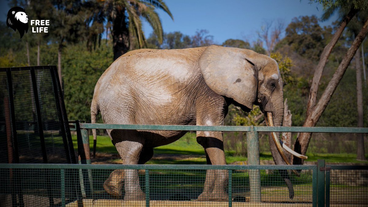 Free Life tweet media