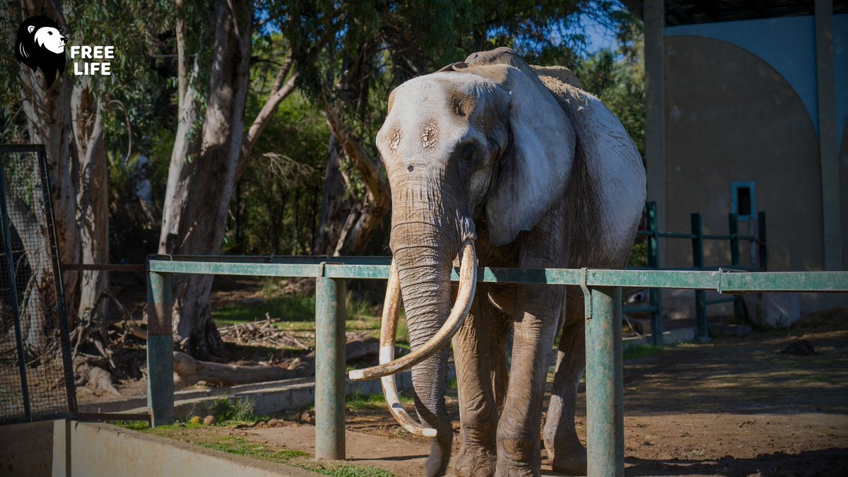 Baby est malheureusement décédée. Mais de nombreux autres animaux ont encore besoin de notre aide. 

Pour soutenir notre combat : helloasso.com/associations/f…