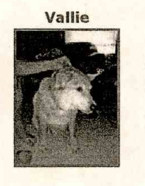 𐌔Ꝋ𐌋Ꝋ tweet media