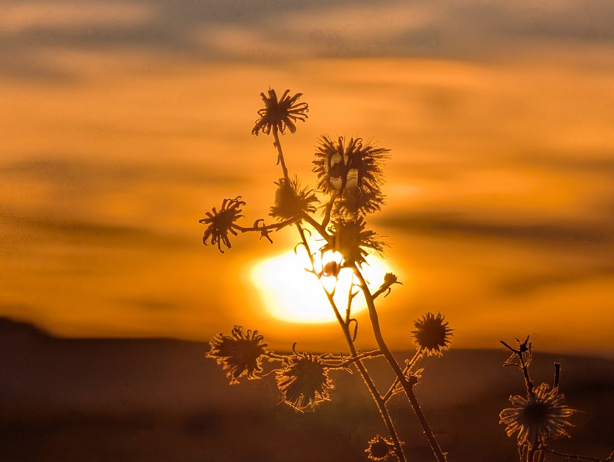 LoraleeLogan's tweet photo. Share your photographs of the Sun 🌞 https://t.co/RPokYUuxVX
