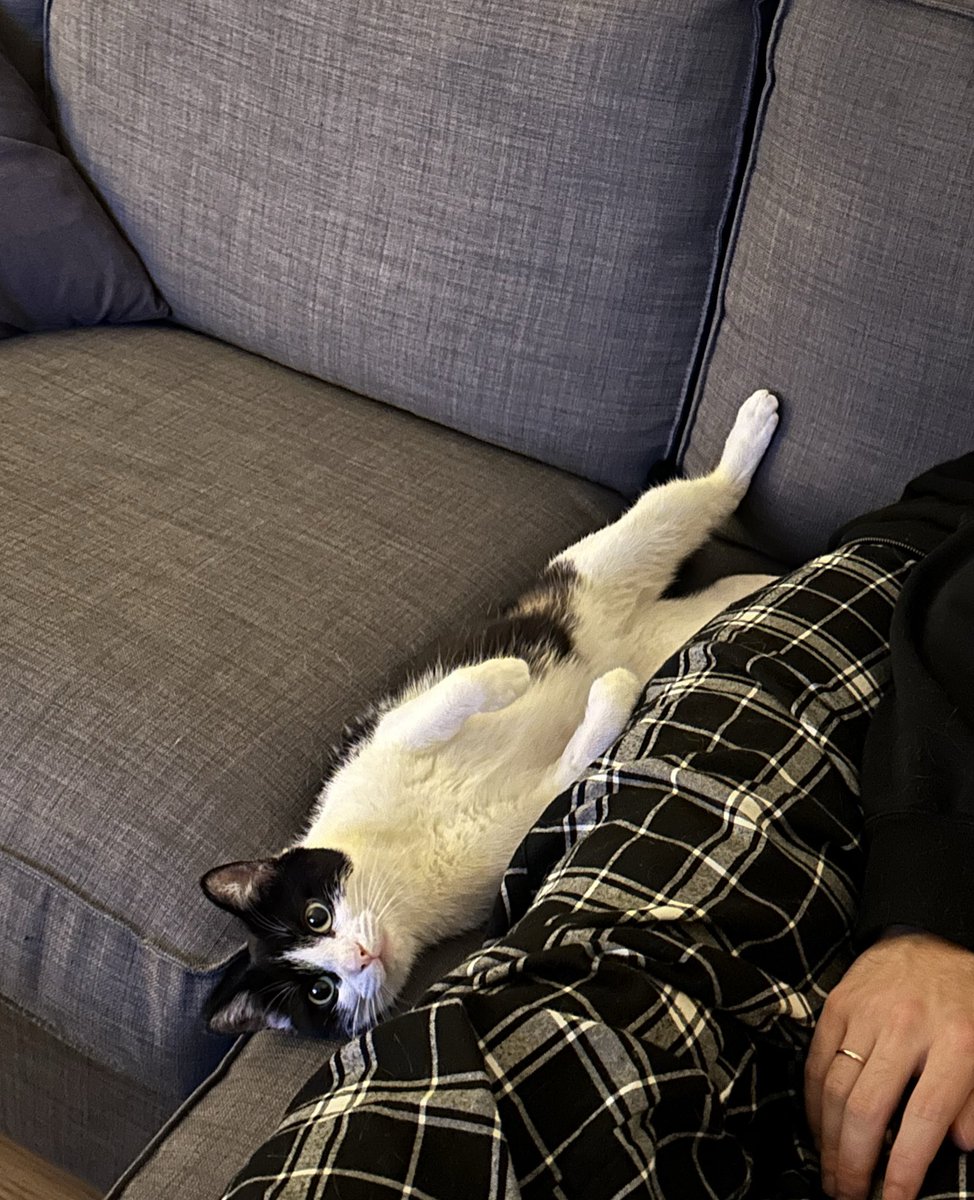 sansthecatt's tweet photo. ananız tuvaletinizi temizlesin, mamanızı alsın, veterinere getirip gotursun. tüylerinizi süpürsün. siz de gidin babanızın gotune yapısın. aferin cocugum. https://t.co/S4sfFmFtNS