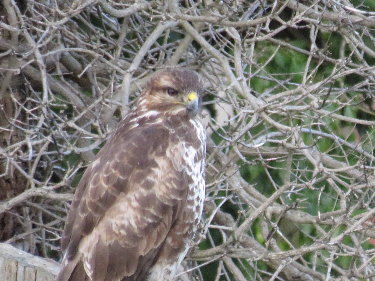 MyMagicalMadhouse🎠🎢🎡 tweet media