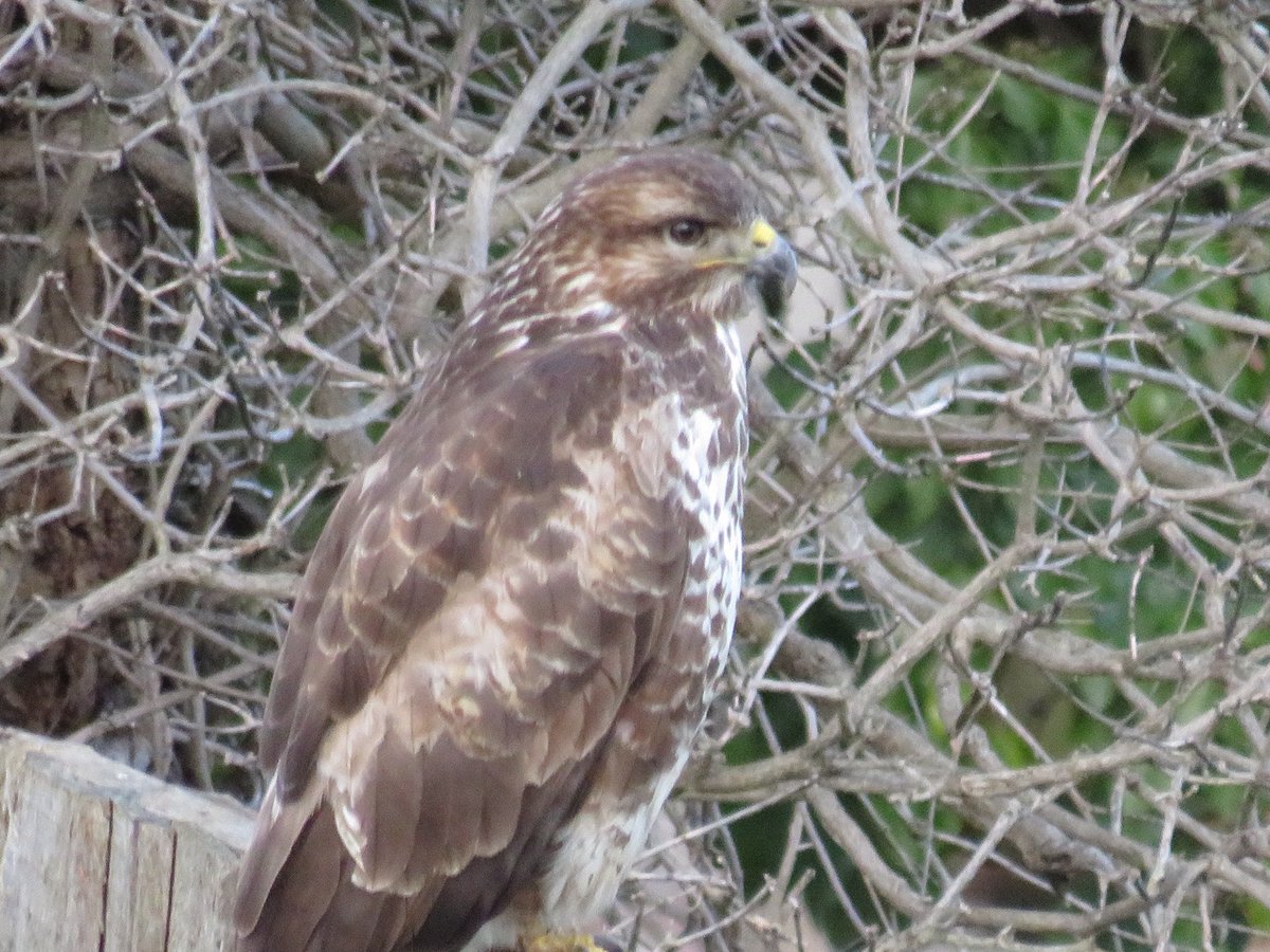 MyMagicalMadhouse🎠🎢🎡 tweet media