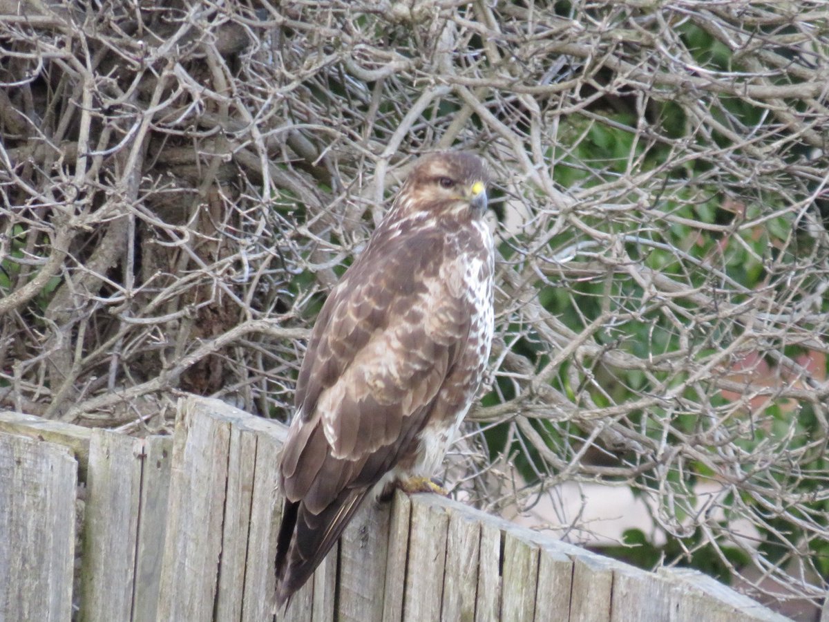 MyMagicalMadhouse🎠🎢🎡 tweet media