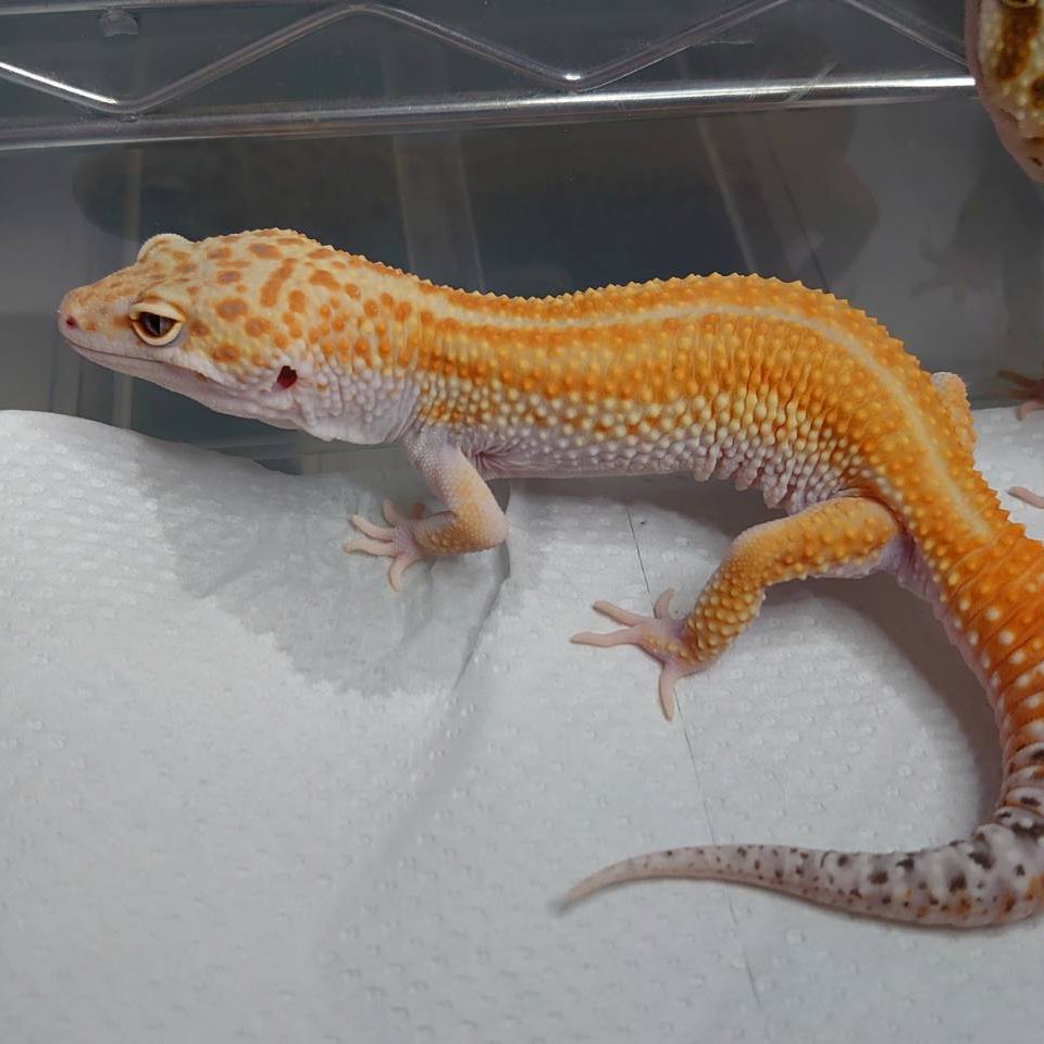 AffectionRep's tweet image. 久しぶりにとったまぶ（コハクの素）の息子。
横顔が父ちゃんそっくりで辛い。
父親ほどまでなるかはどうかと思うけどソコソコでかくなりそうだ。