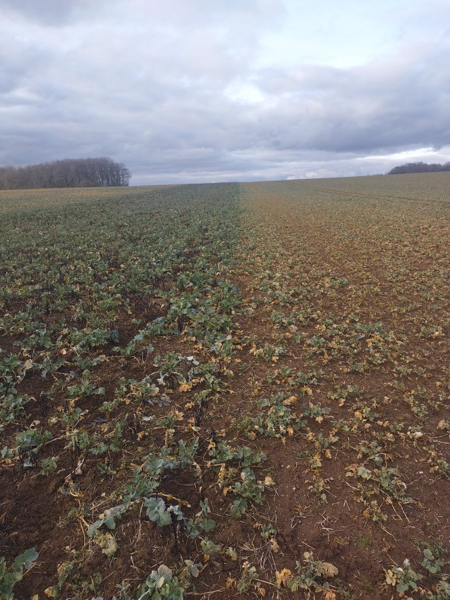 Picoche Dominique tweet media