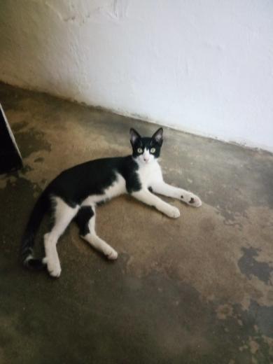 Galileo se perdió por La Arboleda cerca de la Base de Misiones. Se abrió el bolso que los transportaba. No conoce la zona. Lleva una cinta roja en el cuello. No está castrado. Si tienes alguna información llamar al 04165966771 #porlamar #islademargarita #venezuela