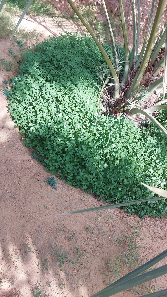 جوري tweet media