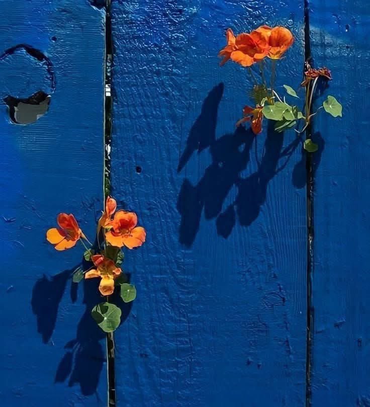 Hayaller dualara ;

__________Dualar ALLAH Emanet ;

🏵

#AkşamınSözü 💐