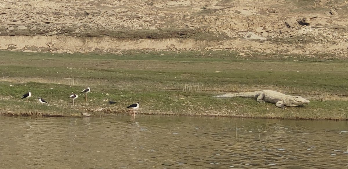 Not the birds fat shaming a croc