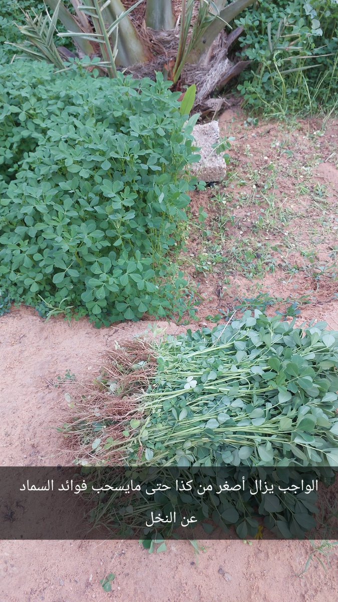 جوري tweet media