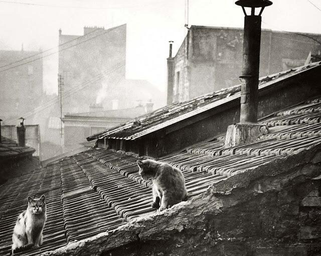 LaocoonofTroy's tweet photo. Cats on a roof in 1947 Paris. https://t.co/KePGN76DzL