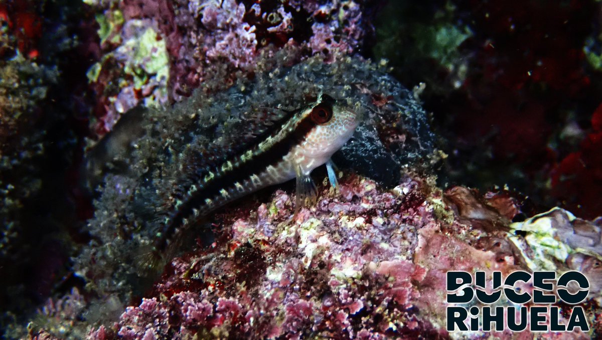 BuceoOrihuela's tweet photo. Aquí tenemos una Moma (Parablennius pilicornis) que fotografiamos en Orihuela con patrones típicos juveniles. Y es que la Moma es un pez que presenta diversidad de colores hasta el punto de no parecer de la misma especie.

#Parablennius #fotosub #buceo #scuba #Orihuela https://t.co/5Hd98PNpZU