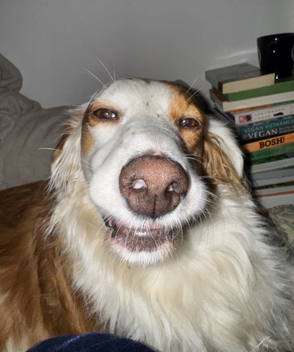 DrAllyLouks's tweet image. Maple today when someone came up and asked  “Is that Miss Maple?!” instead of “Are you Dr Ally Louks?”