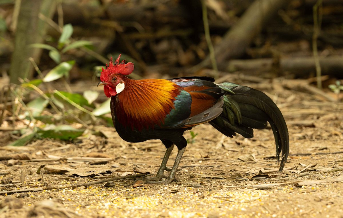 King of the Marsh tweet media