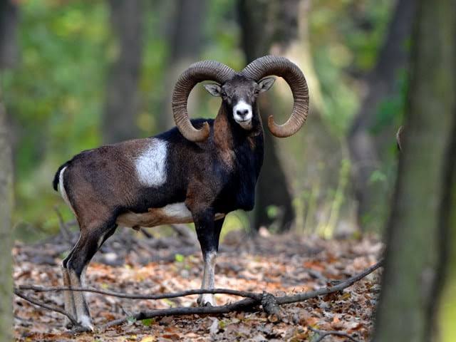 King of the Marsh tweet media