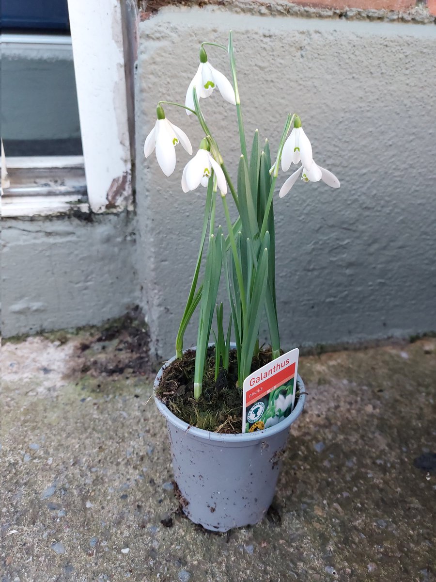 WildersLiz's tweet photo. #Day32 of #100daysofwalking #Day1852
#round6crew #MentalHealthAwareness
#StBrigidsDay
What a fabulous first day of spring, sun shining, free snowdrops on my walk. #BiddyBanker https://t.co/4oOigROEoj