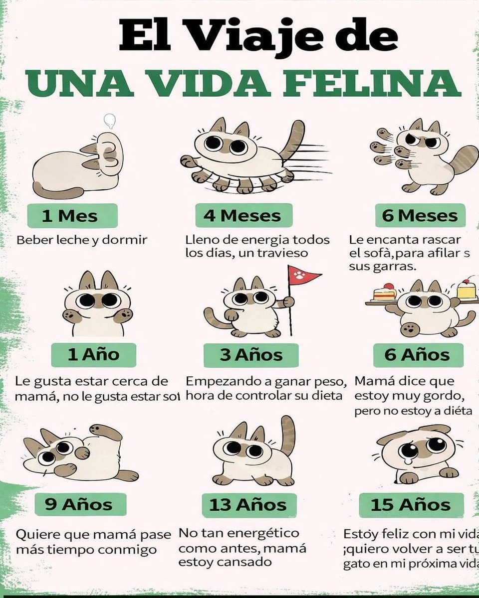 El arca de Satoshi tweet media