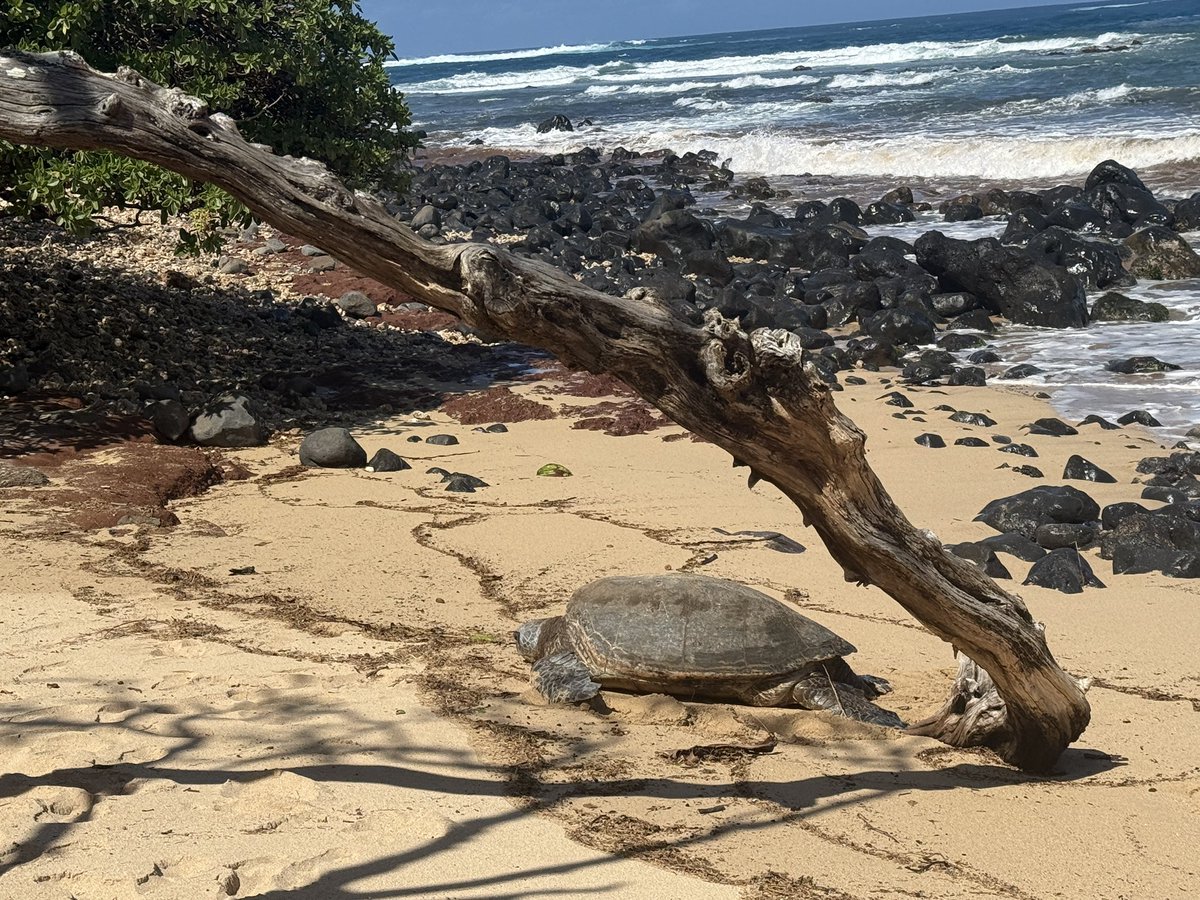 pwincessmiaaaa's tweet photo. Maui vacation is perfection so far ☀️🏖️ now I just need a little subby to pay for my shopping trip at the Wailea shops today… I’m thinking Hawaiian pearls from Na Hoku?? https://t.co/8RbFD0lM2k