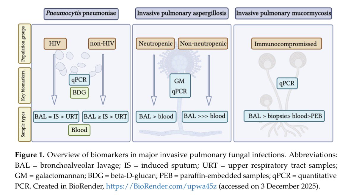 Biomarkers in Invasive Pulmonary Fungal Infections: Where Do We Stand?

mdpi.com/2309-608X/12/2…