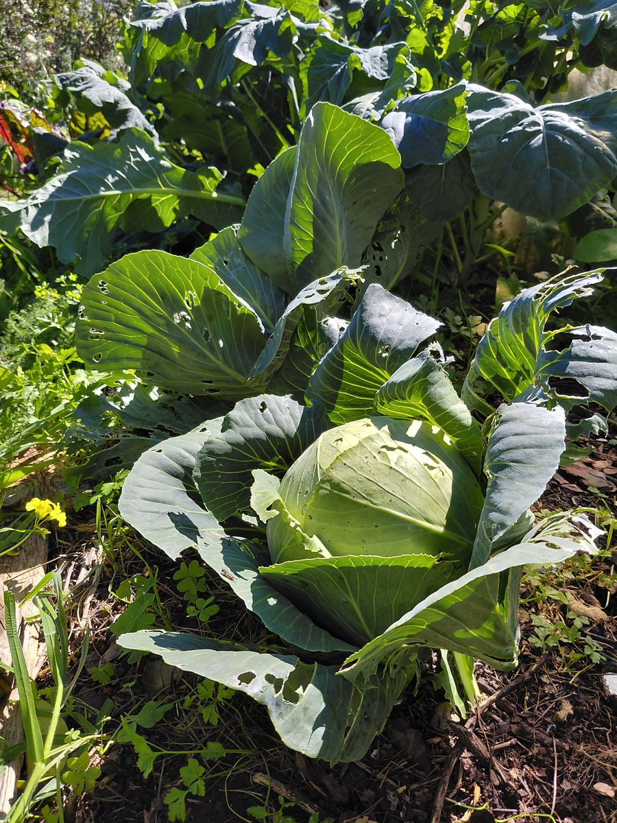 Las brassicas (repollo,brócoli,coles de bruselas...).A pesar de la humedad y continuas lluvias,ataque de babosas,limacos...En la foto se aprecia las hojas comidas,pero son comensales que comparten el manjar😄 para chucrut,ensalada,hervida etc..
.