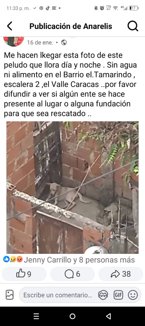PerroUsuario Wof '•' tweet media