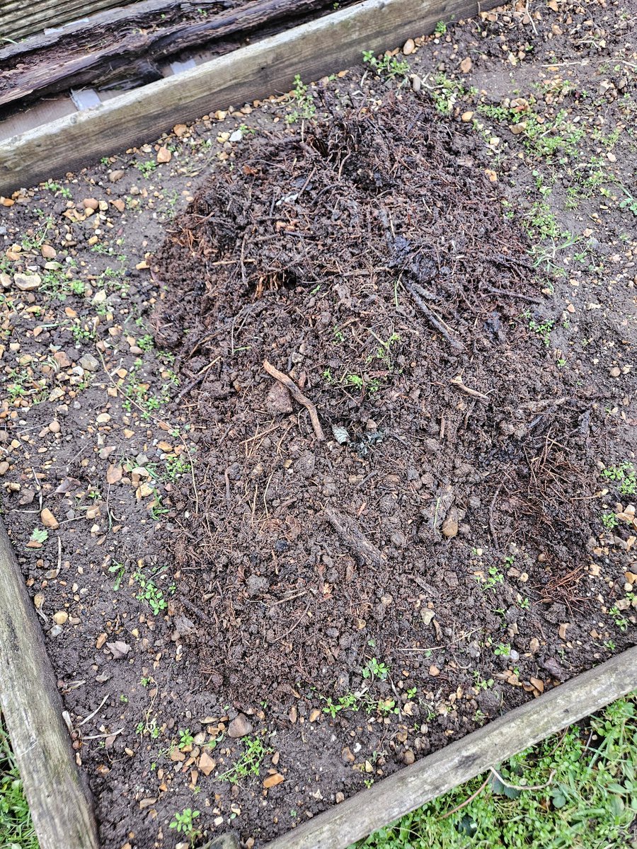 GrowingRogueUK's tweet photo. Winter Sunday job - empty the tonne bag of rotting brambles, plants, leaves into the two compost bins, and spread what's left when they're full on one of the beds. So many brambles, and this ADHD clown didn't go get the proper gloves... why do I do this to myself? 

#Allotment https://t.co/r73E7NMMo7