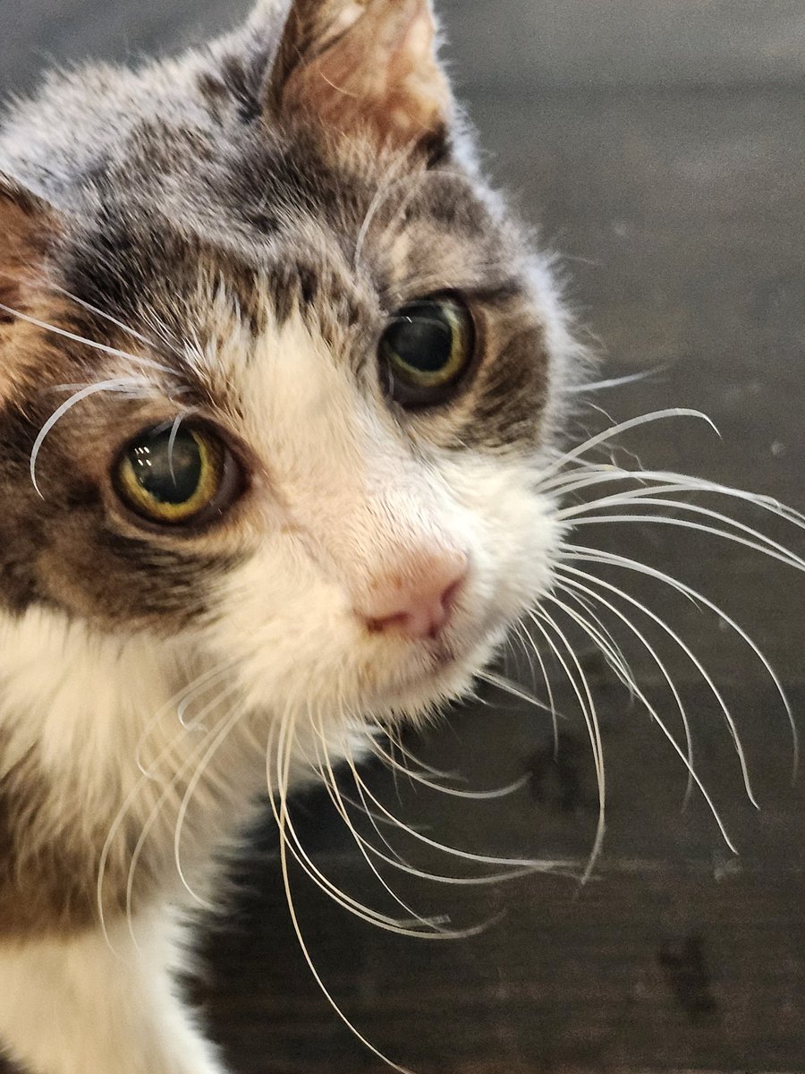 PussycatNaughty's tweet photo. Furriends, it is my time to cross the rainbow bridge. I encourage all of you to live your best naughty life &amp; cuddle your Staff. Know that I will be watching from above and miss you all.
Zin 11/5/2004 - 2/1/2026. 
#CatsOfTwitter #NaughtyPetsClub #SuperSeniorCatsClub #TheAviators https://t.co/QqjnINkO2S