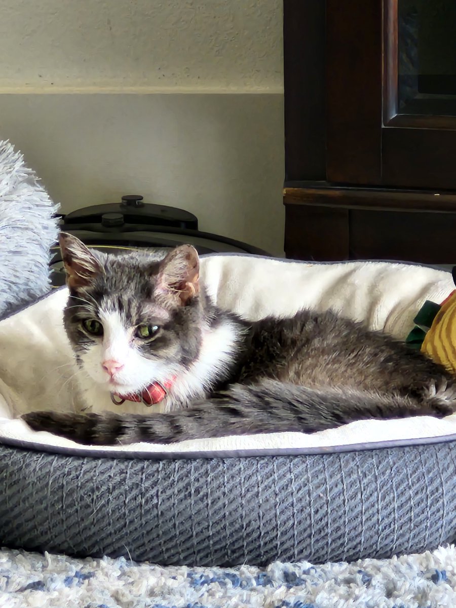 PussycatNaughty's tweet photo. Furriends, it is my time to cross the rainbow bridge. I encourage all of you to live your best naughty life &amp; cuddle your Staff. Know that I will be watching from above and miss you all.
Zin 11/5/2004 - 2/1/2026. 
#CatsOfTwitter #NaughtyPetsClub #SuperSeniorCatsClub #TheAviators https://t.co/QqjnINkO2S